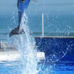 Dolphins2
