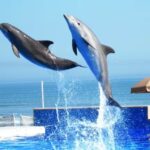 Dolphins3